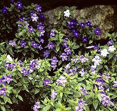 Browallia Short bushy habit with blue or white star-shaped flowers Avg