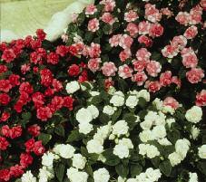 for hanging baskets Avg ht: 8-12, Avg spr: 8-12 Impatiens (Double) These
