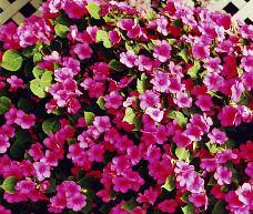Enjoys morning sun and afternoon shade Impatiens (Shade) Great for use