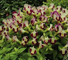 white or red Average spread varies by variety Pansy (Viola) Outstanding