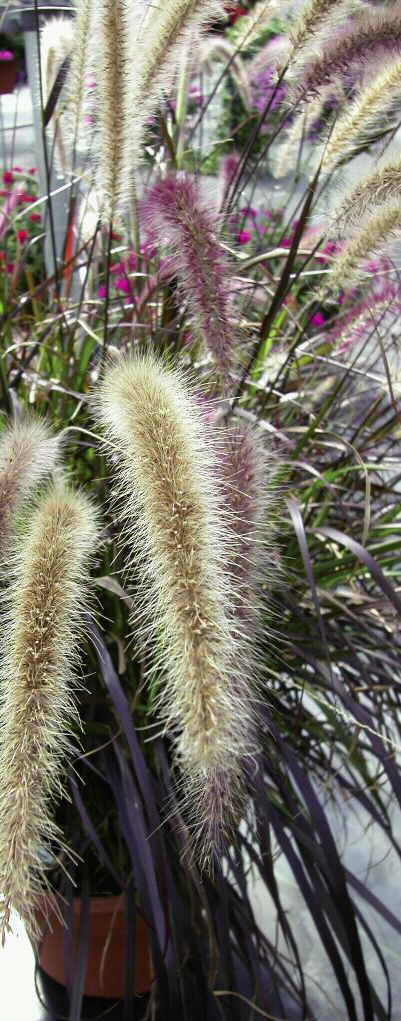 Accent Annuals Fountain Grass Tall, graceful grass with various foliage colours including