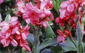 Canna Lilies Great for use in a formal garden or as a specimen plant for an exotic effect