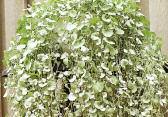 cool silver foliage Great in hanging baskets and containers Avg ht: 12, Avg spr: 12 Inch