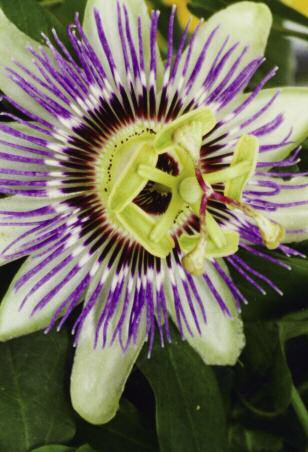 Patio Tropical Plants Passion Flower Rare and exotic tropicals add a