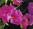 Princess Flower Mandevilla Grow YourOwn Taste the freshness from your