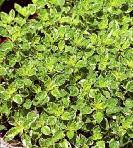dried, parsley has numerous kitchen uses from