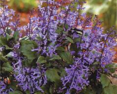 Mona Lavender Plectranthus The real attraction of this plant is the dark lavender flower spikes that