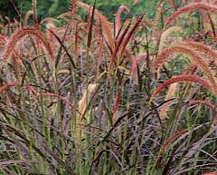Purple Fountain Grass This grass will standout in any garden.