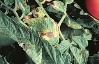 report on PLANT DISEASE RPD No.