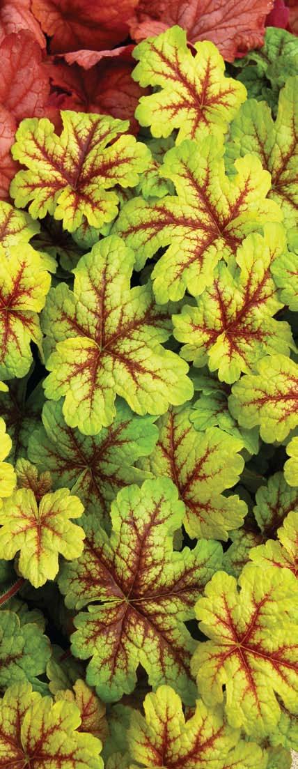 Heat & Humidity Tolerance in Heuchera Our 15-year Heuchera breeding program includes a compendium of different species that give our plants their fantastic form, color, and