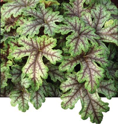NEW x Heucherella Alabama Sunrise Changes color with the seasons! The deeply cut foliage, in spring to mid summer, is gold with red veins.
