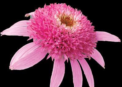 20 per flat) NEW Echinacea purpurea Pink Double Delight This perennial powerhouse is half the height of Echinacea