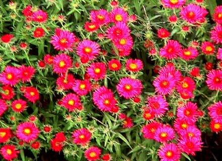 Michaelmas Daisy Aster novae-angliae Height: 10 to 60 inches Bloom Season: in