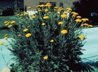 Height: 30-36 inches Yarrow Achillea spp.