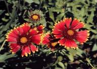 Indian Blanket Gaillardia pulchella Height: 12-24 inches Bloom Season: in Summer