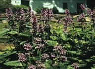 Woolly Betony Stachys officinalis Height: 15-20 inches Bloom Season: June-September