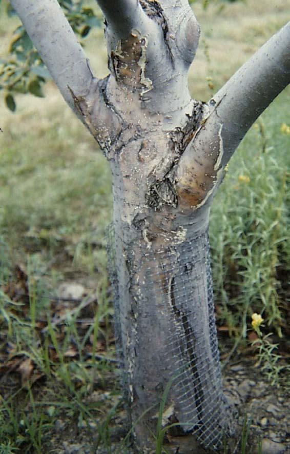 Seasonal canker concerns Tree cankers Slow growing wood decay fungi: