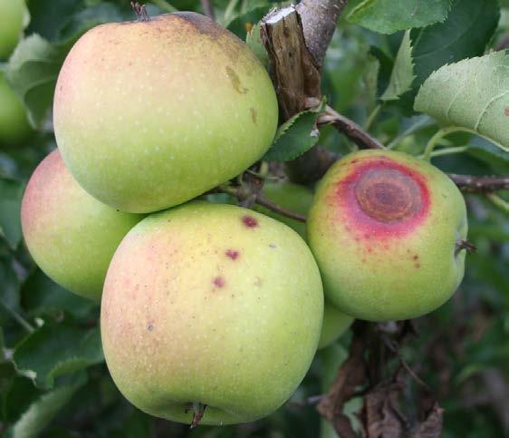 Succinate dehydrogenase inhibitor (SDHI) fungicides FRAC Code: 7 Complex II succinate dehydrogenase Broadly effective against apple