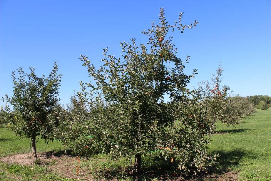 Apple scab & powdery mildew trials Fungicide treatments Dilute handgun application timed at 7-10 day intervals from TC- 2 nd cover