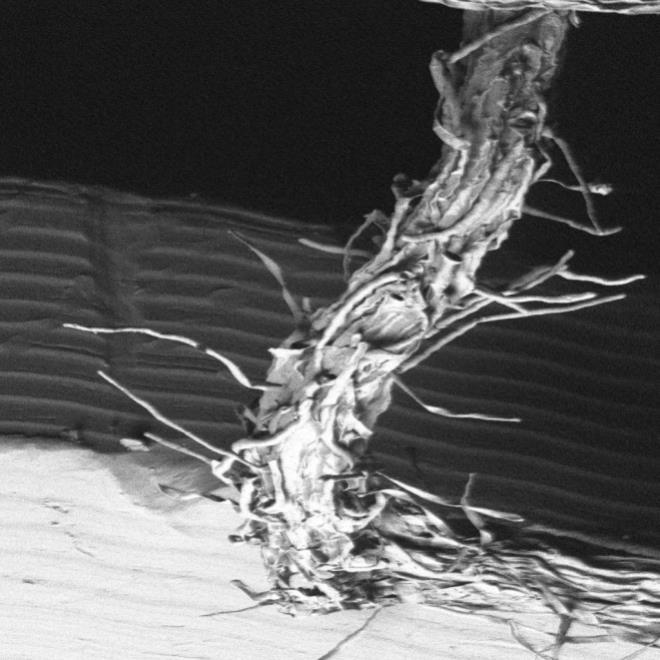 Root Hairs and their spindles B3_ A2_Spindles A2_Spindles2