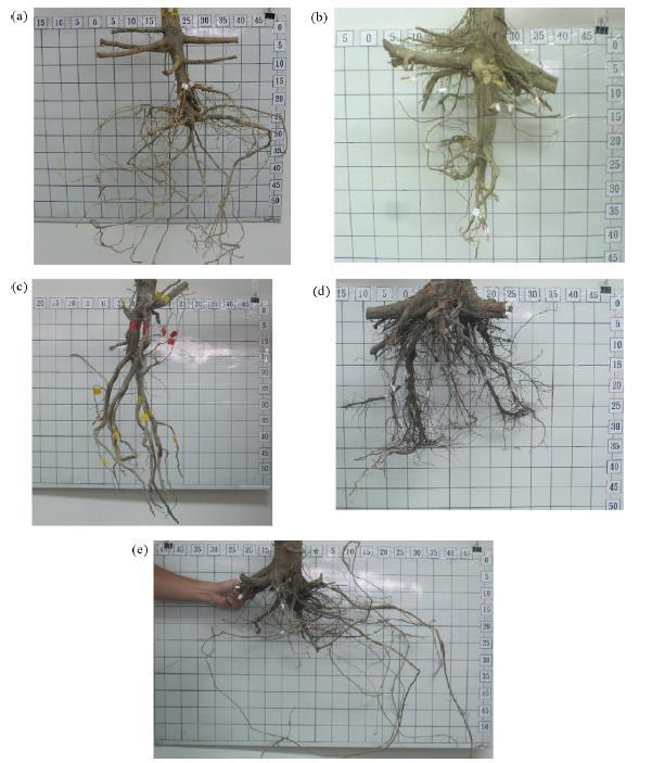 Root structures Fan C.C. and Chen Y.W.