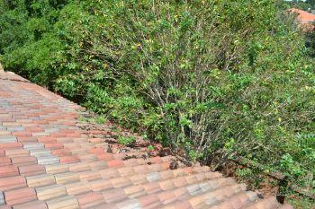M. Vegetation M.1. Maintenance Tip: When landscaping keep plants, even at full growth, at least a foot (preferably 18 inches) from house siding and windows. Keep trees away from foundation and roof.