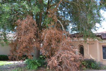 Consider having these trees evaluated by a qualified arborist. N.