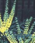 MAHONIA MEDIA WINTER SUN Growth Medium sized shrub, attractive evergreen leaves Flowers Erect racemes of scented yellow flowers