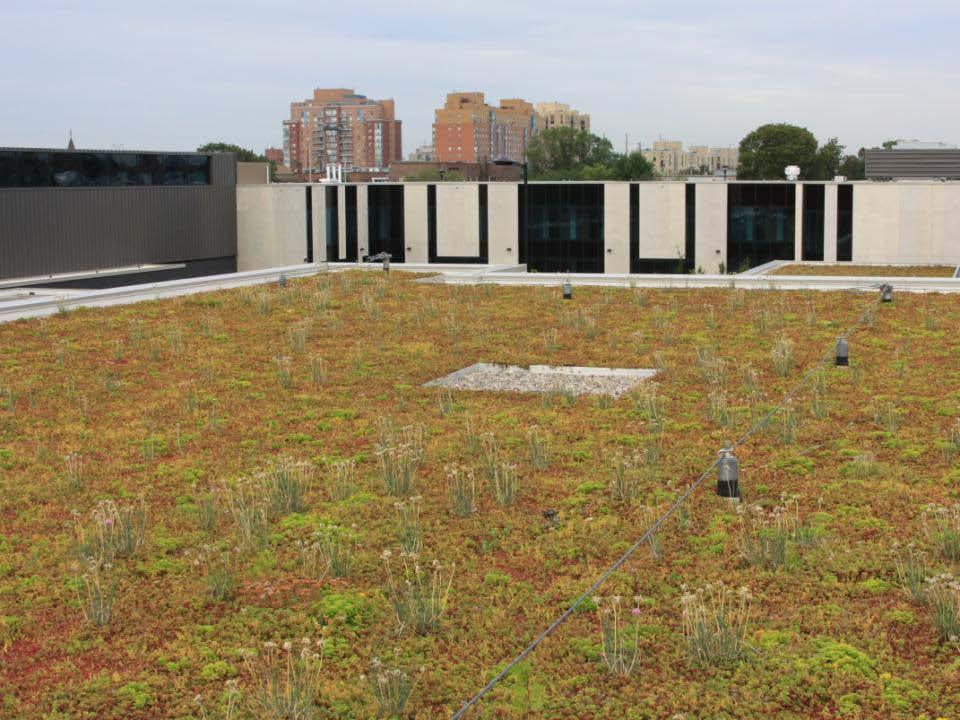 Extensive Vegetated Roofs Beautiful and practical additions to