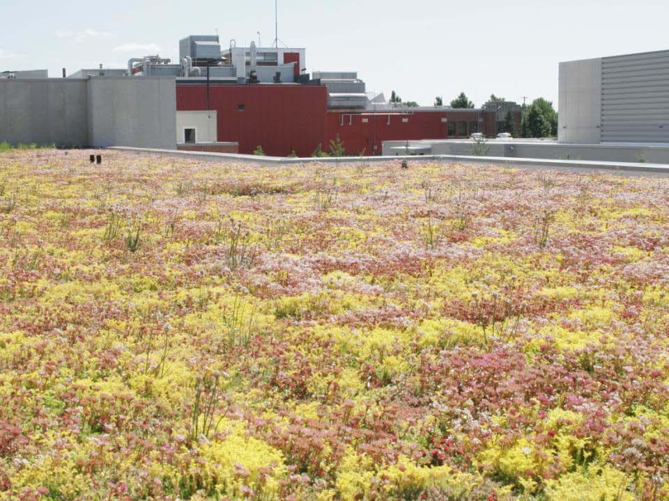 Extensive Vegetated Roofs Improving the environment one roof at a time Contact Information Kees Govers LiveRoof