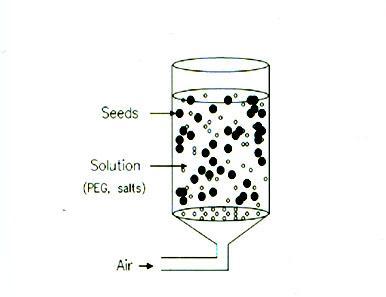 Seed Priming A process of prehydrating and redrying seeds to enhance their subsequent germination