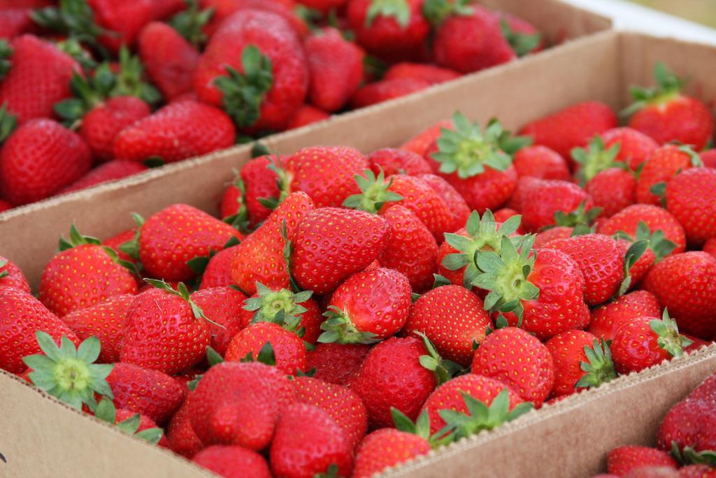 Tips for Picking Your Own Strawberries: Call before you go. Strawberry availability may be affected by the weather and the number of people picking.