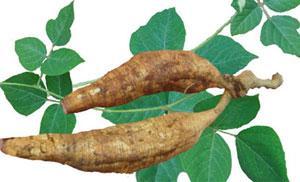 Kudzu has massive tap roots (bjherbest.com) Kudzu (Pueraria montana var. lobata) is a climbing, semi-woody, perennial vine in the pea family.