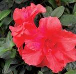 grown in sun to partial shade Pest &