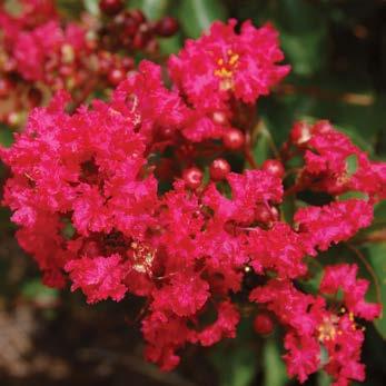 flowers PP#16,917 Blazing red blooms Autumn foliage