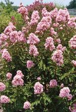 Red Rooster CRAPEMYRTLES - MID-SIZE - The