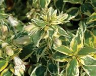 Radiance Abelia PP#21,929 White and green variegated foliage with