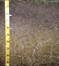 Associated soils Some soils that commonly occur in association with Pukemutu soils are: Braxton: moderately deep to deep Gley soil on terraces with heavy silt loam to clayey textures; has no