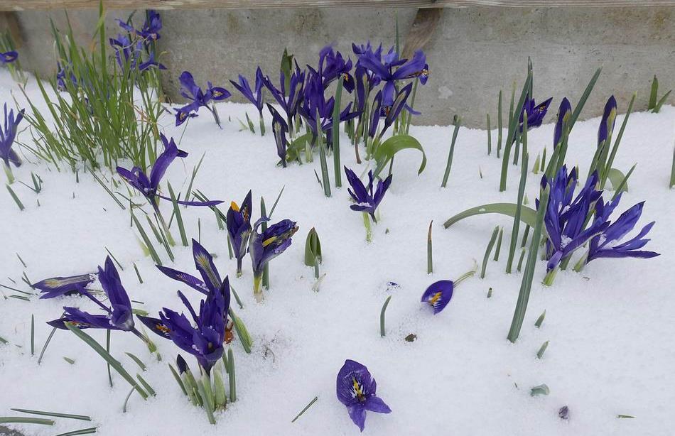 Iris flowers slowly disappeared as