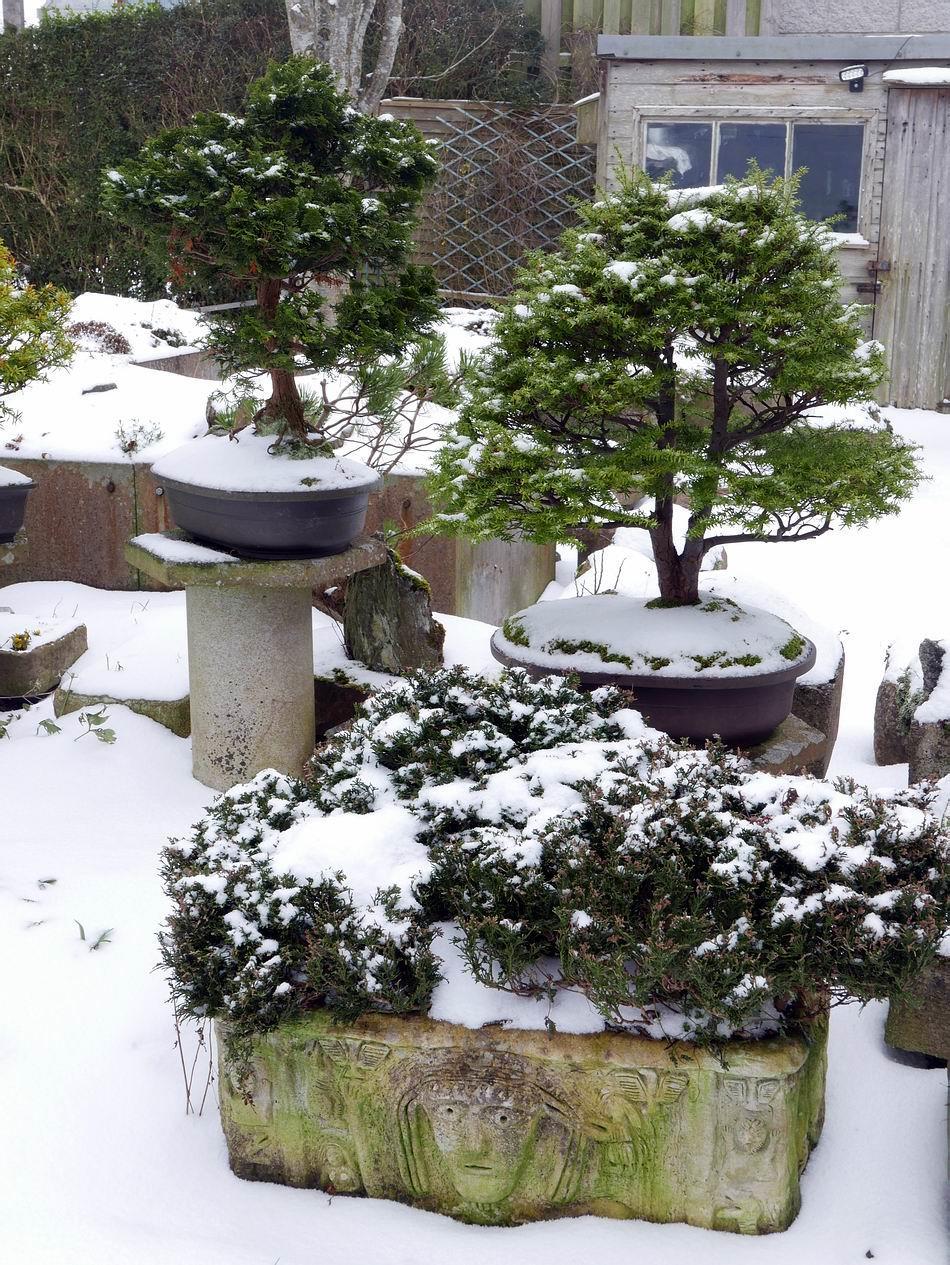 Bonsai and troughs provide