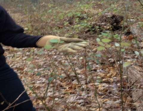 Data Collection: Invasive Non-Native Plants Wineberry Plant Removal (3.