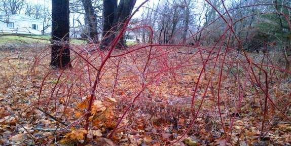 How Much We Removed - We cleared the wineberry plants from an approximately