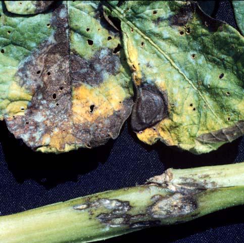 As lesions coalesce, they become restricted by large leaf veins and take on an angular shape (Fig. 9). Lesions may be surrounded by a chlorotic border.