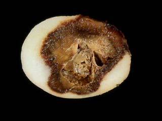 boiledlike internal tissue. Figure 2.