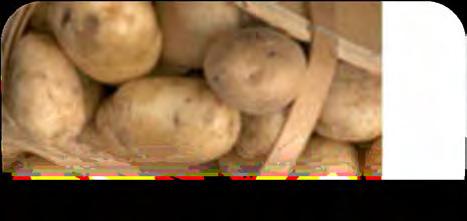 3- Marketing Potato is a perishable and bulky commodity with high water content and thus requires large storage and transport capacity.