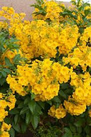 Esperanza Gold, Yellow Bells Tecoma stans Yellow Bells or Yellow Alder Small Shrub