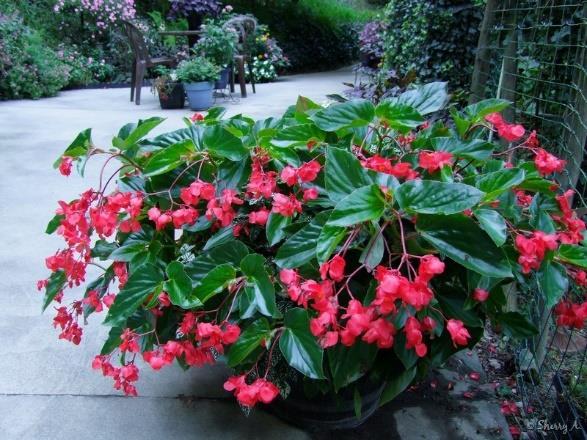Dragon Wing Begonia Begonia Hybrid Perennial in Zones 10-11 Blooms non-stop Easy Care Average