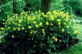 Aquiligia chrysantha Texas Gold, Aquilegia - Hinckley s Columbine 2 Ft. tall by 2 ft.