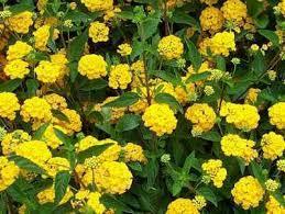 Lantana X Hybrid Gold Easy care; heat loving Good for containers or landscape and rock gardens 2 ft.