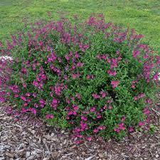 Salvia greggi violet Small shrub Full to partial sun Blooms Spring, Summer and Fall 3 feet